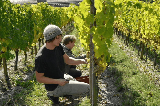 Altenkirch Handlese in Steillage