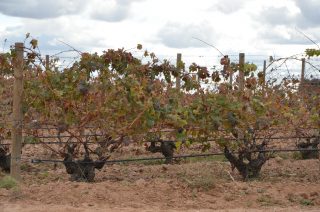 Tempranillo