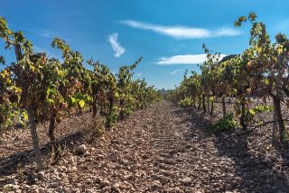 Wein Spanien Rioja