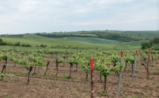 Weinviertel Weinanbaugebiet Österreich