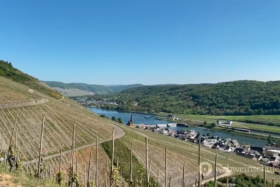 Mosel Moselwein Anbaugebiet